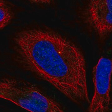 Anti-BORCS6 antibody produced in rabbit Prestige Antibodies&#174; Powered by Atlas Antibodies, affinity isolated antibody