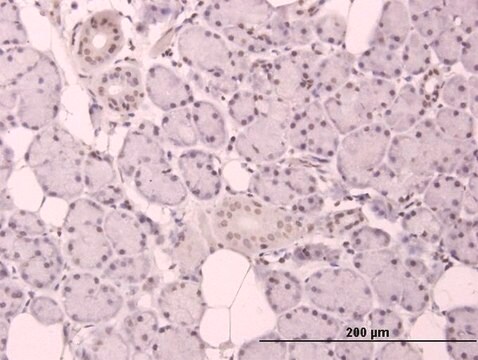 Anti-CCND3 antibody produced in mouse IgG fraction of antiserum, buffered aqueous solution