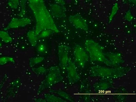 Monoclonal Anti-BGLAP antibody produced in mouse clone 2D4, purified immunoglobulin, buffered aqueous solution