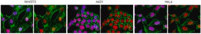 Anti-Histone Macro H2A.1 Antibody from rabbit, purified by affinity chromatography