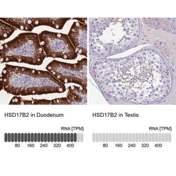 Anti-HSD17B2 antibody produced in rabbit Prestige Antibodies&#174; Powered by Atlas Antibodies, affinity isolated antibody, buffered aqueous glycerol solution