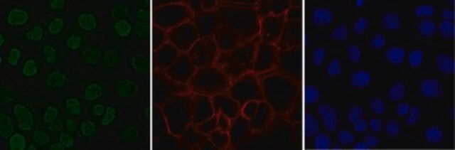 Anti-monomethyl Histone H4 (Lys20) Antibody, Alexa Fluor&#8482; 488 conjugate from rabbit, ALEXA FLUOR&#8482; 488