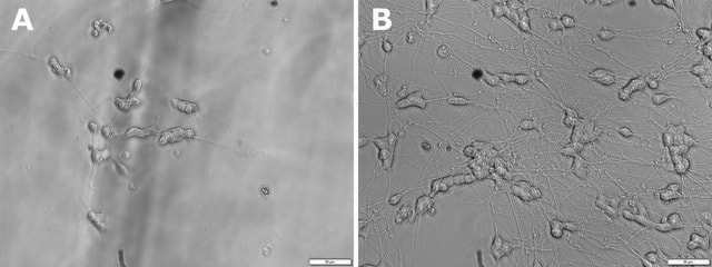 Brain-derived neurotrophic factor human BDNF, recombinant, expressed in E. coli, lyophilized powder, suitable for cell culture