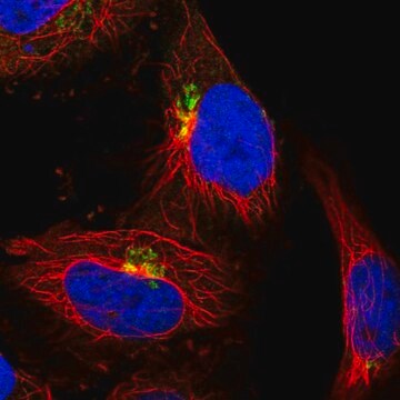 Anti-COG5 antibody produced in rabbit Prestige Antibodies&#174; Powered by Atlas Antibodies, affinity isolated antibody