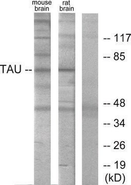 Anti-TAU antibody produced in rabbit affinity isolated antibody