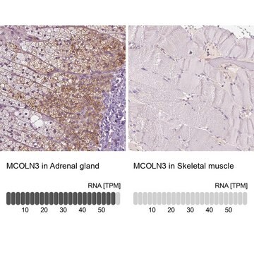 Anti-MCOLN3 antibody produced in rabbit Prestige Antibodies&#174; Powered by Atlas Antibodies, affinity isolated antibody, buffered aqueous glycerol solution