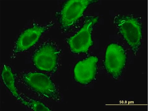 Monoclonal Anti-CALM2 antibody produced in mouse clone 3F4-G5, purified immunoglobulin, buffered aqueous solution