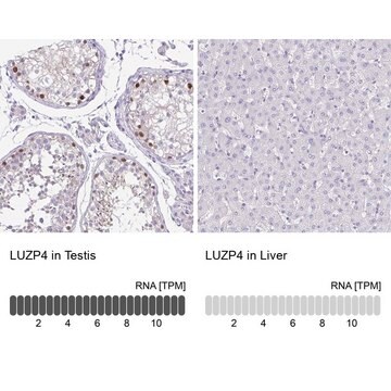 Anti-LUZP4 antibody produced in rabbit Prestige Antibodies&#174; Powered by Atlas Antibodies, affinity isolated antibody, buffered aqueous glycerol solution