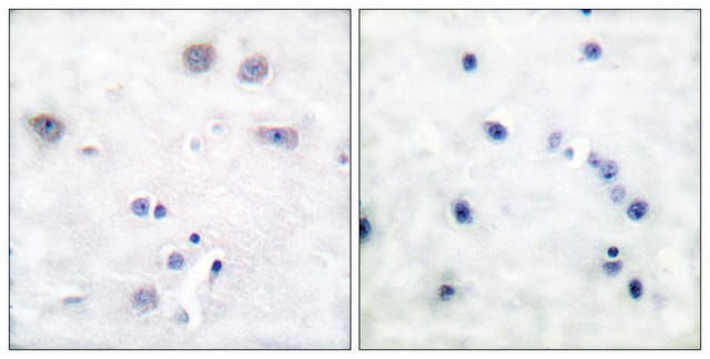 Anti-SHC antibody produced in rabbit affinity isolated antibody