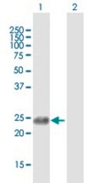 Anti-APOBEC3B antibody produced in mouse purified immunoglobulin, buffered aqueous solution