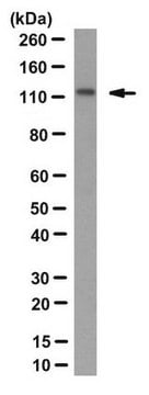 Anti-SREBP-2 Antibody, clone 22D5 clone 22D5, from rabbit