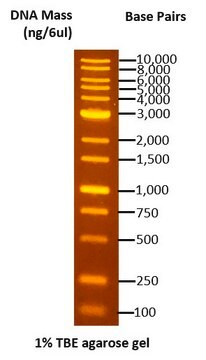 DirectLoad&#8482; Plus 1kb DNA Ladder with fluorescent DNA stains