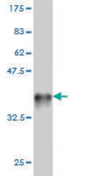 Monoclonal Anti-LGR7 antibody produced in mouse clone 3E3, purified immunoglobulin, buffered aqueous solution