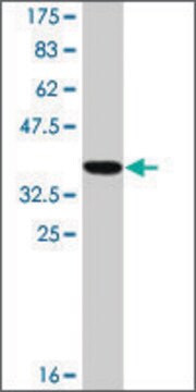 Monoclonal Anti-RAB1A, (C-terminal) antibody produced in mouse clone 3F10, ascites fluid