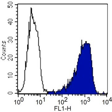 Anti-Thy-1.1 Antibody, clone OX-7 clone OX-7, Chemicon&#174;, from mouse