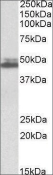 Anti-SH3GL1 antibody produced in goat affinity isolated antibody, buffered aqueous solution