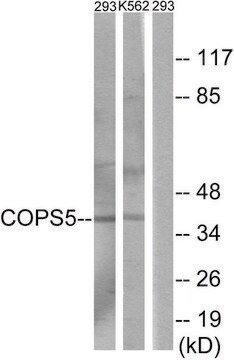 Anti-COPS5 antibody produced in rabbit affinity isolated antibody