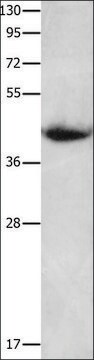 Anti-CNTFR antibody produced in rabbit affinity isolated antibody