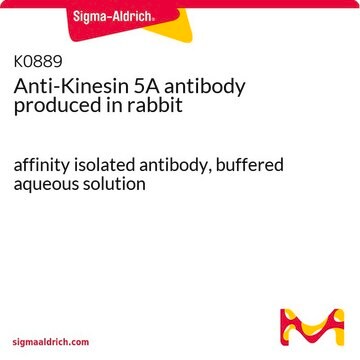 Anti-Kinesin 5A antibody produced in rabbit affinity isolated antibody, buffered aqueous solution