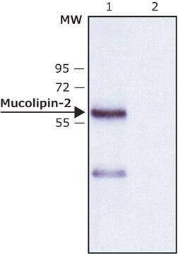 Anti-Mucolipin-2 (C-terminal) antibody produced in rabbit ~1&#160;mg/mL, affinity isolated antibody, buffered aqueous solution