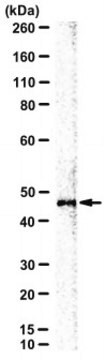 Anti-Sonic Hedgehog/Shh Antibody, clone 5E1