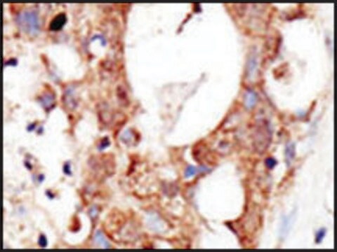 Anti-SENP3 (C-term) antibody produced in rabbit IgG fraction of antiserum, buffered aqueous solution