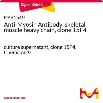 Anti-Myosin Antibody, skeletal muscle heavy chain, clone 15F4 culture supernatant, clone 15F4, Chemicon&#174;