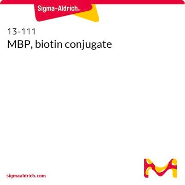 MBP, biotin conjugate