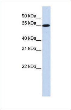 Anti-SLC43A1 antibody produced in rabbit affinity isolated antibody