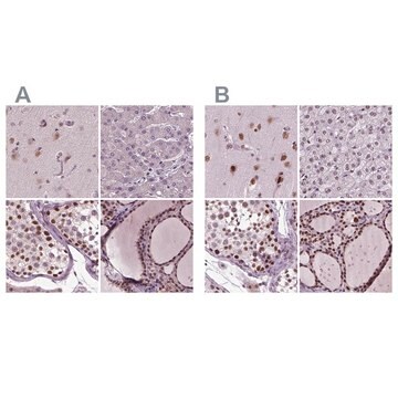 Anti-RCOR3 antibody produced in rabbit Prestige Antibodies&#174; Powered by Atlas Antibodies, affinity isolated antibody