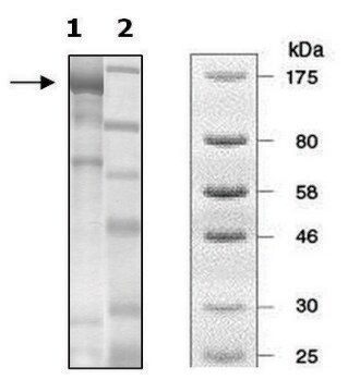 PDE2A active rat recombinant, expressed in baculovirus infected Sf9 cells, &#8805;56% (SDS-PAGE)