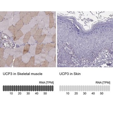 Anti-UCP3 antibody produced in rabbit Prestige Antibodies&#174; Powered by Atlas Antibodies, affinity isolated antibody