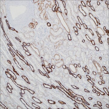 Ksp-cadherin (MRQ-33) Mouse Monoclonal Antibody