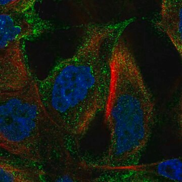 Anti-Tm4Sf18 Antibody Produced In Rabbit Prestige Antibodies&#174; Powered by Atlas Antibodies, affinity isolated antibody, buffered aqueous glycerol solution