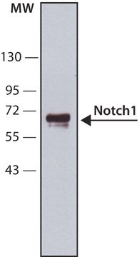 Anti-Notch1 antibody, Mouse monoclonal clone mN1A, purified from hybridoma cell culture