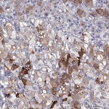 Anti-ARHGAP36 antibody produced in rabbit Prestige Antibodies&#174; Powered by Atlas Antibodies, affinity isolated antibody, buffered aqueous glycerol solution