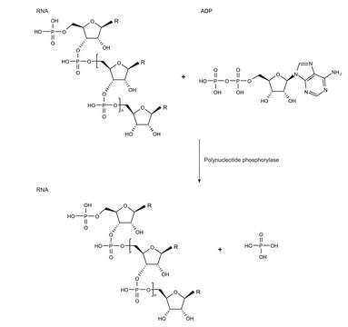 Polynucleotide phosphorylase from Synechocystis sp. recombinant, expressed in E. coli