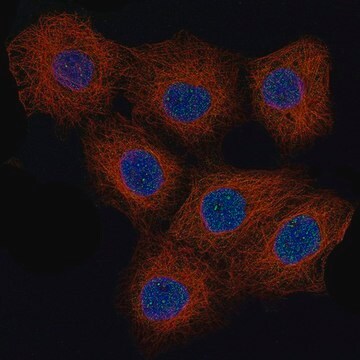 Monoclonal Anti-CCND1 antibody produced in mouse Prestige Antibodies&#174; Powered by Atlas Antibodies, clone CL12328, purified immunoglobulin, buffered aqueous glycerol solution