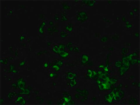 Monoclonal Anti-Rat Kappa &amp; Lambda Light Chains&#8722;FITC antibody produced in mouse clone RT-39/RL-6, purified immunoglobulin, buffered aqueous solution