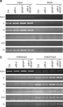 Anti-trimethyl-Histone H3 (Lys4) Antibody Upstate&#174;, from rabbit