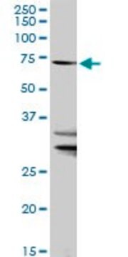 Anti-SLC27A1 antibody produced in rabbit purified immunoglobulin, buffered aqueous solution