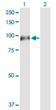 Anti-HAP1 antibody produced in rabbit purified immunoglobulin, buffered aqueous solution