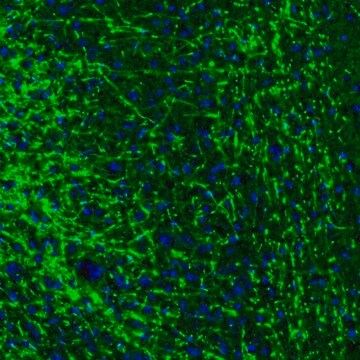 Anti-MBP antibody produced in rabbit Prestige Antibodies&#174; Powered by Atlas Antibodies, affinity isolated antibody, buffered aqueous glycerol solution