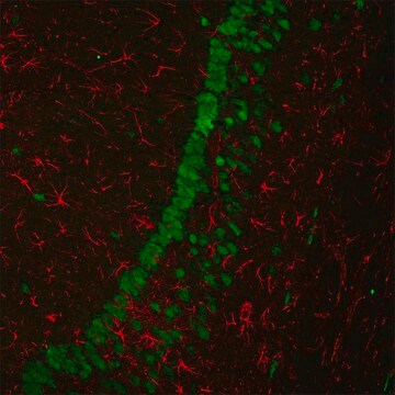 Monoclonal Anti-6X His IgG, CF&#8482;680 antibody produced in mouse ~2&#160;mg/mL, clone 33D10.D2.G8, affinity isolated antibody, buffered aqueous solution