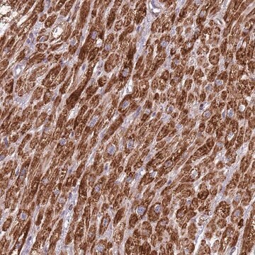 Anti-IRS4 antibody produced in rabbit Prestige Antibodies&#174; Powered by Atlas Antibodies, affinity isolated antibody, buffered aqueous glycerol solution