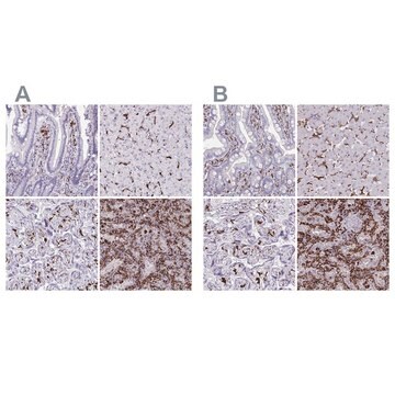 Anti-CD163 antibody produced in rabbit Prestige Antibodies&#174; Powered by Atlas Antibodies, affinity isolated antibody, buffered aqueous glycerol solution