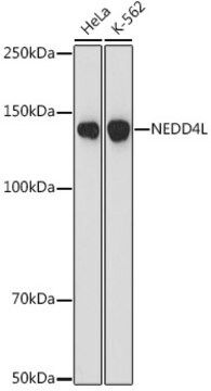 Anti-NEDD4L Antibody, clone 3W9J2, Rabbit Monoclonal