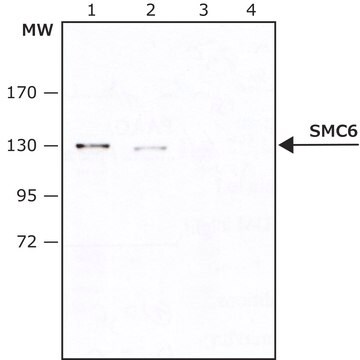 Anti-SMC6 antibody produced in rabbit IgG fraction of antiserum, buffered aqueous solution