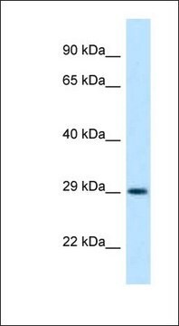 Anti-OLIG1 antibody produced in rabbit affinity isolated antibody