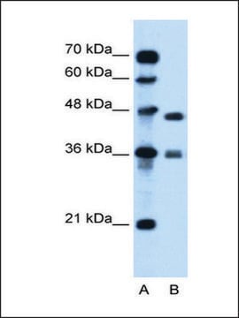 Anti-MPG antibody produced in rabbit affinity isolated antibody